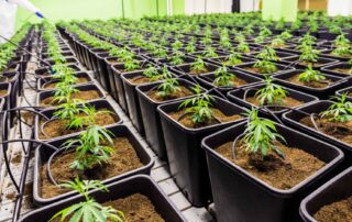 Medical Marijuana for Post-Traumatic Stress Disorder Symptoms, growing weed at home, Homegrown Medical Marijuana